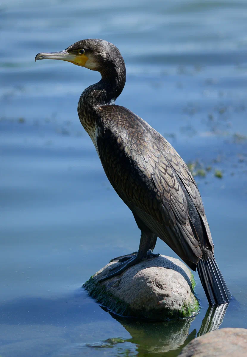 Statuesque Elegance of the Cormorant