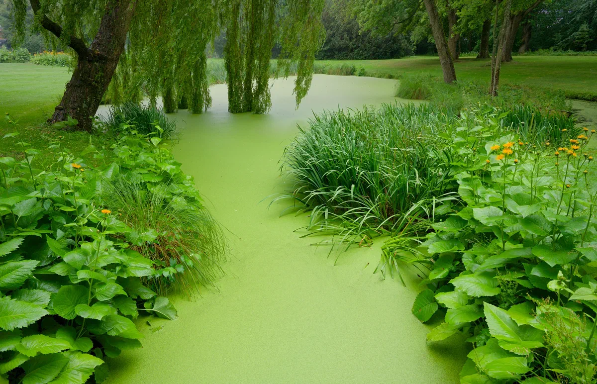 Green Tranquility