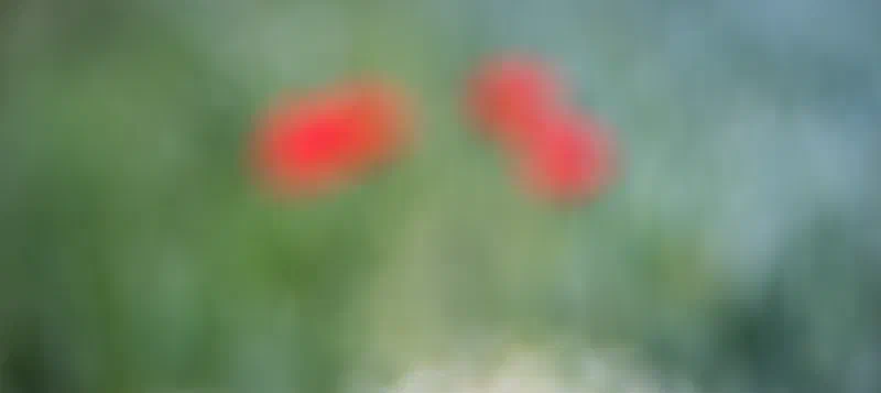 Poppy Impressions
