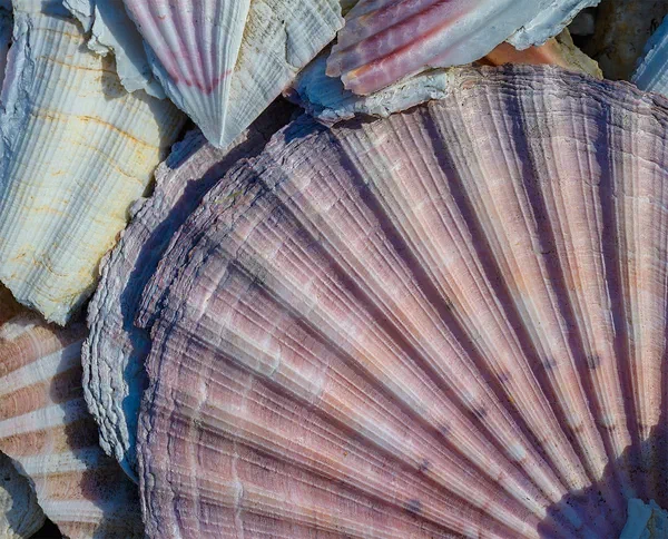 Shells