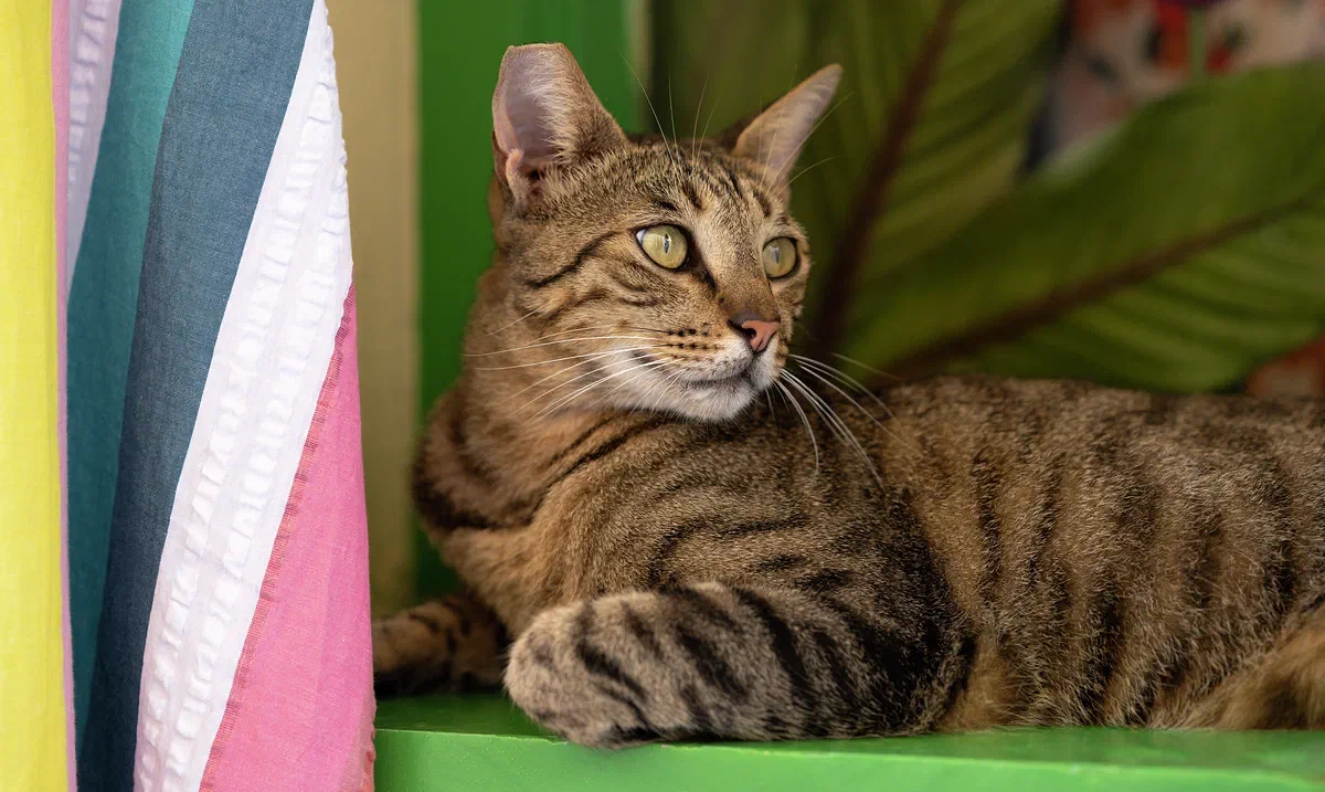 Cretan Cat I, Fauna