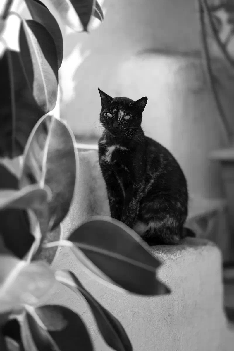 Mouse Island Cat, Fauna