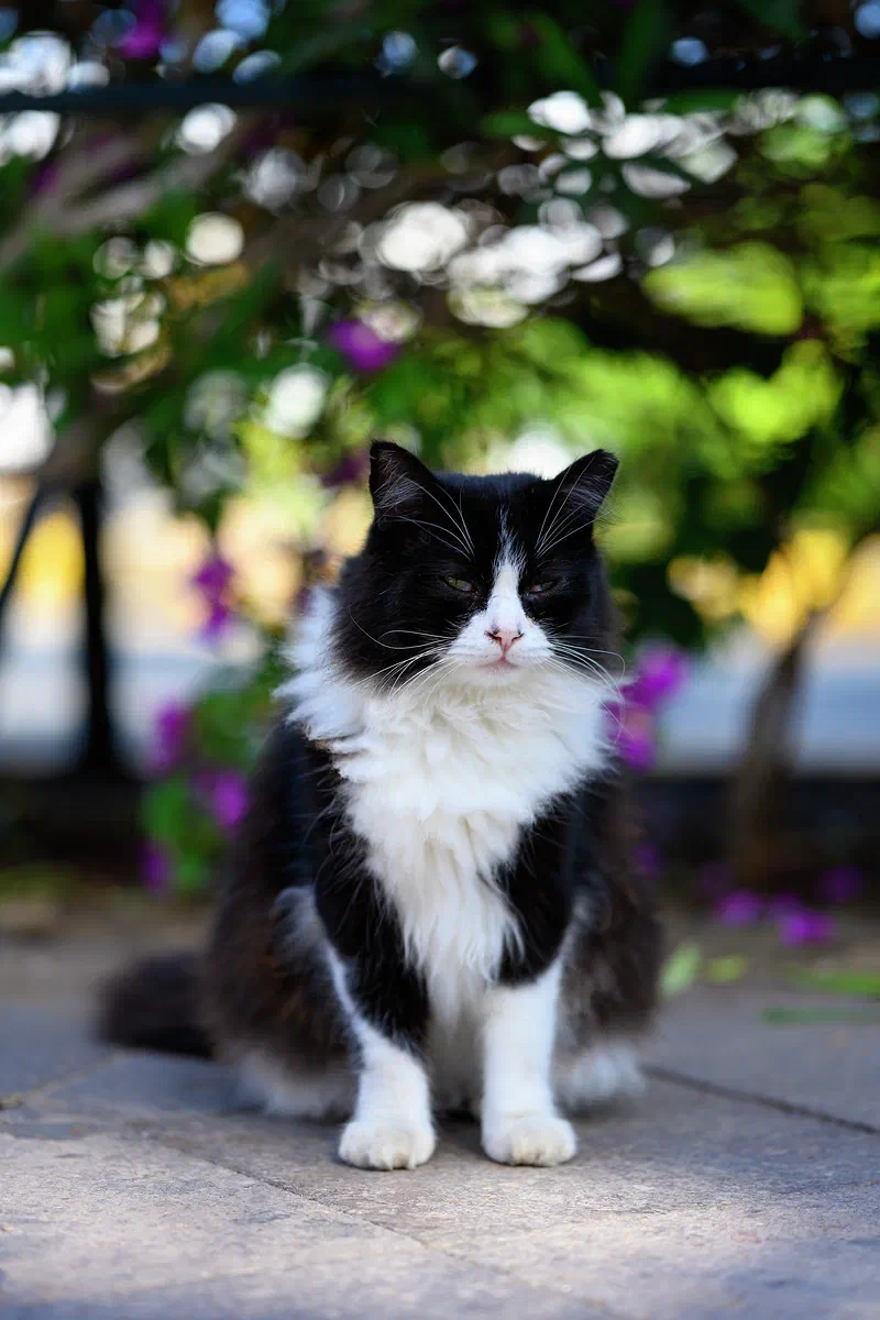 Gran Canarian Cat, Fauna