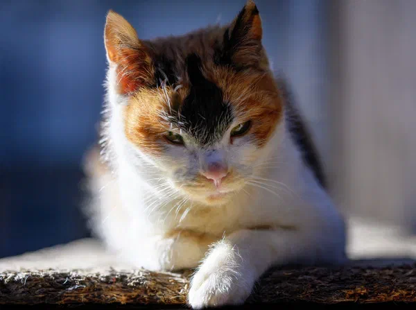 Inga's Kat
