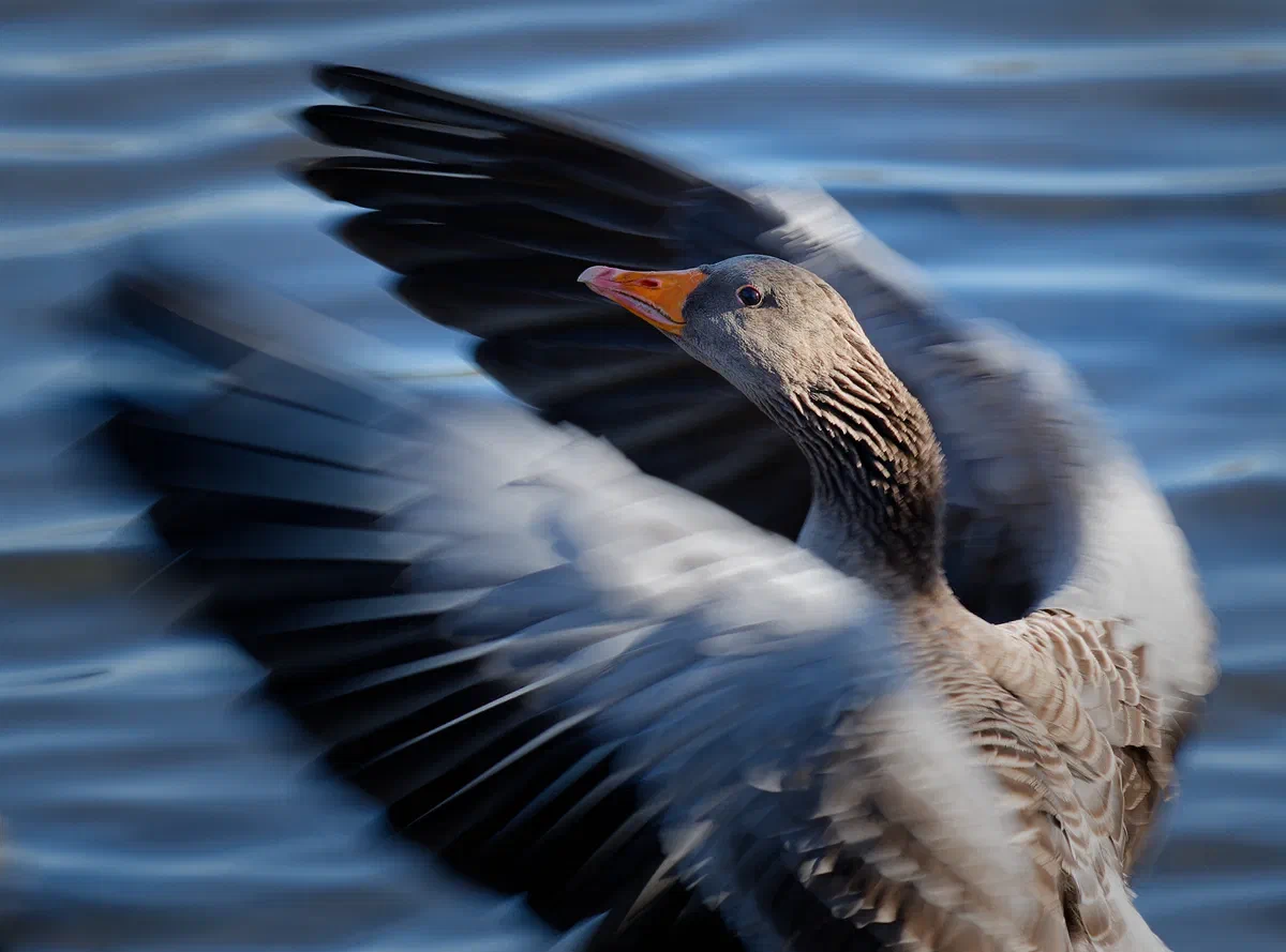 Rise of the Goose, Fauna