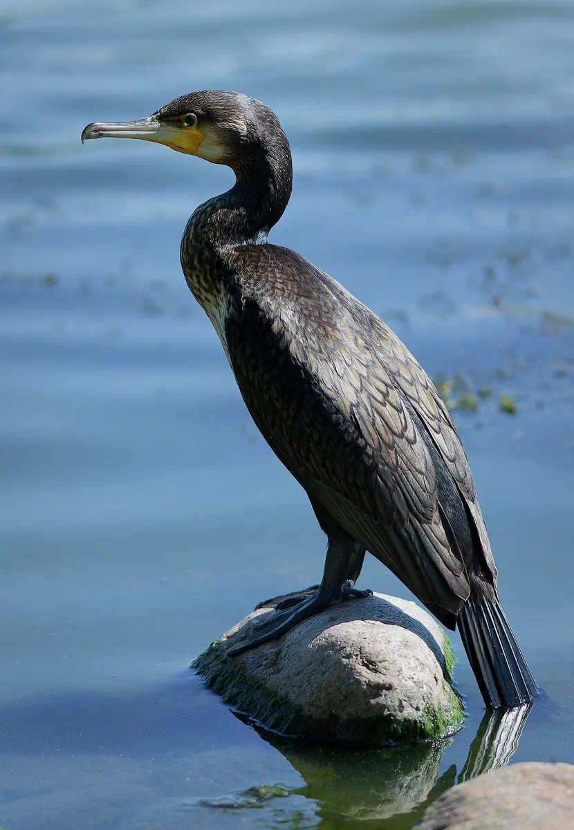 Statuesque — Elegance of the Cormorant, Fauna
