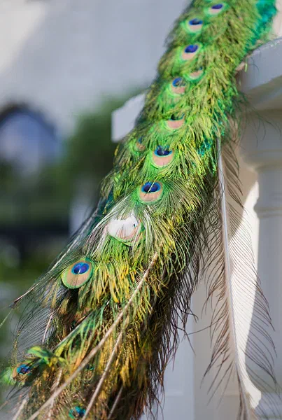 The Peacock & The Palace