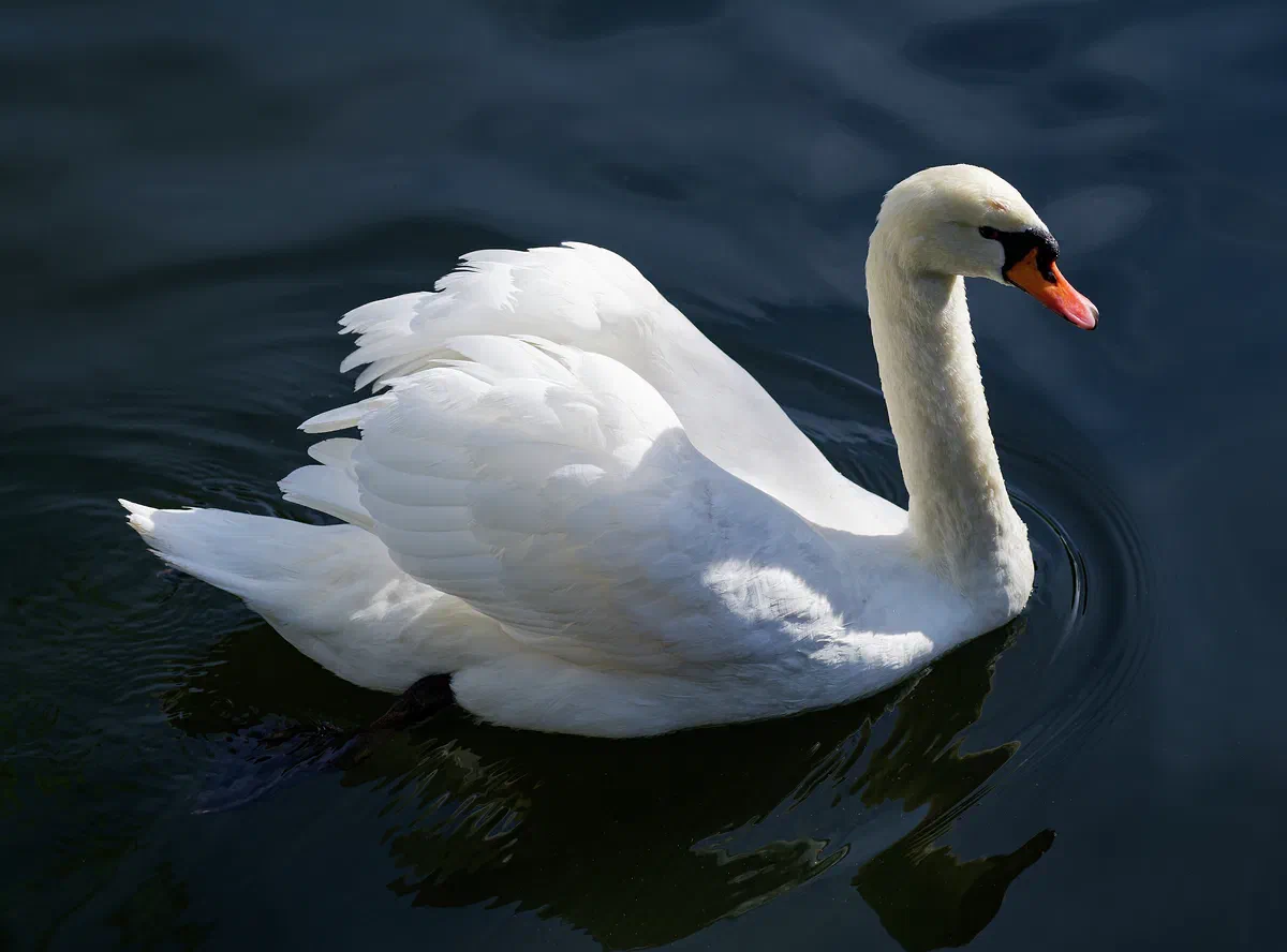 Madeira Swan, Fauna