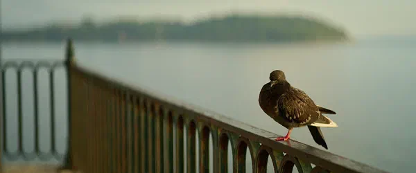 The Pigeon