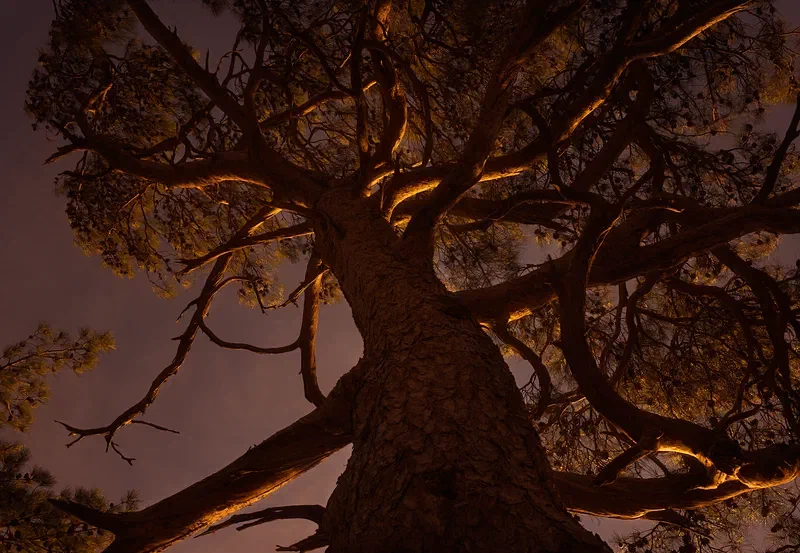 Nature 2015