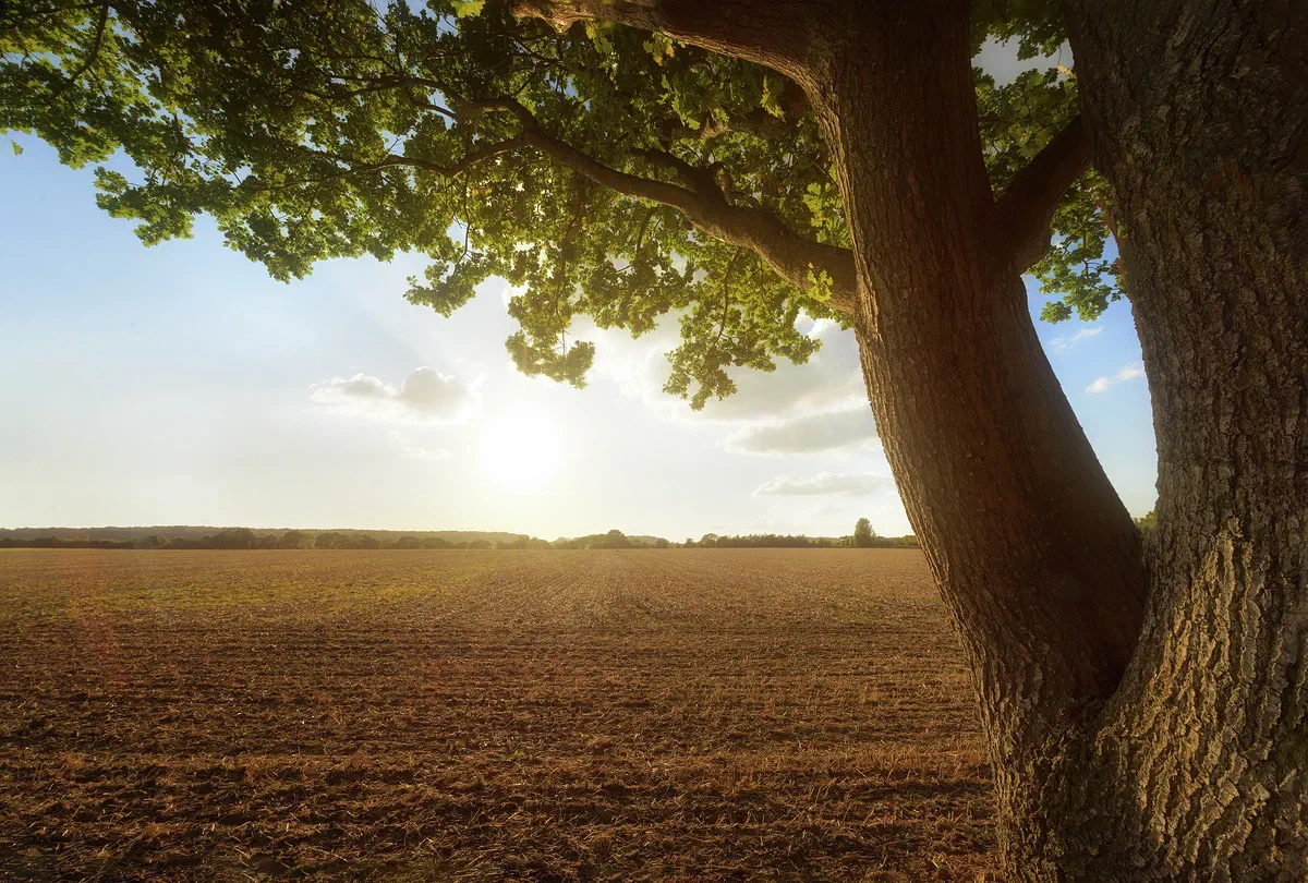 Tree, Nature 2016