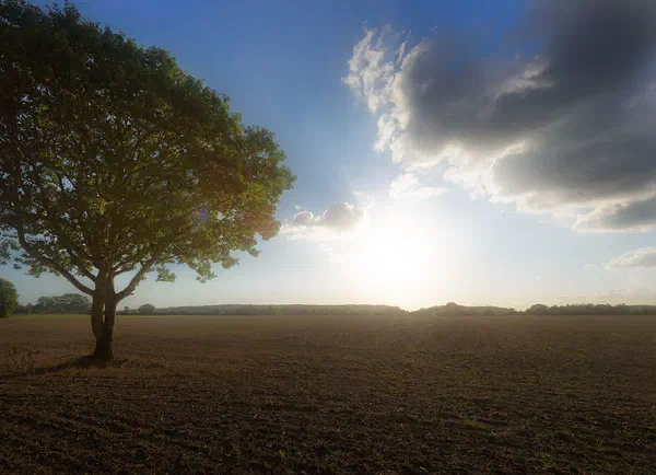 Tree II