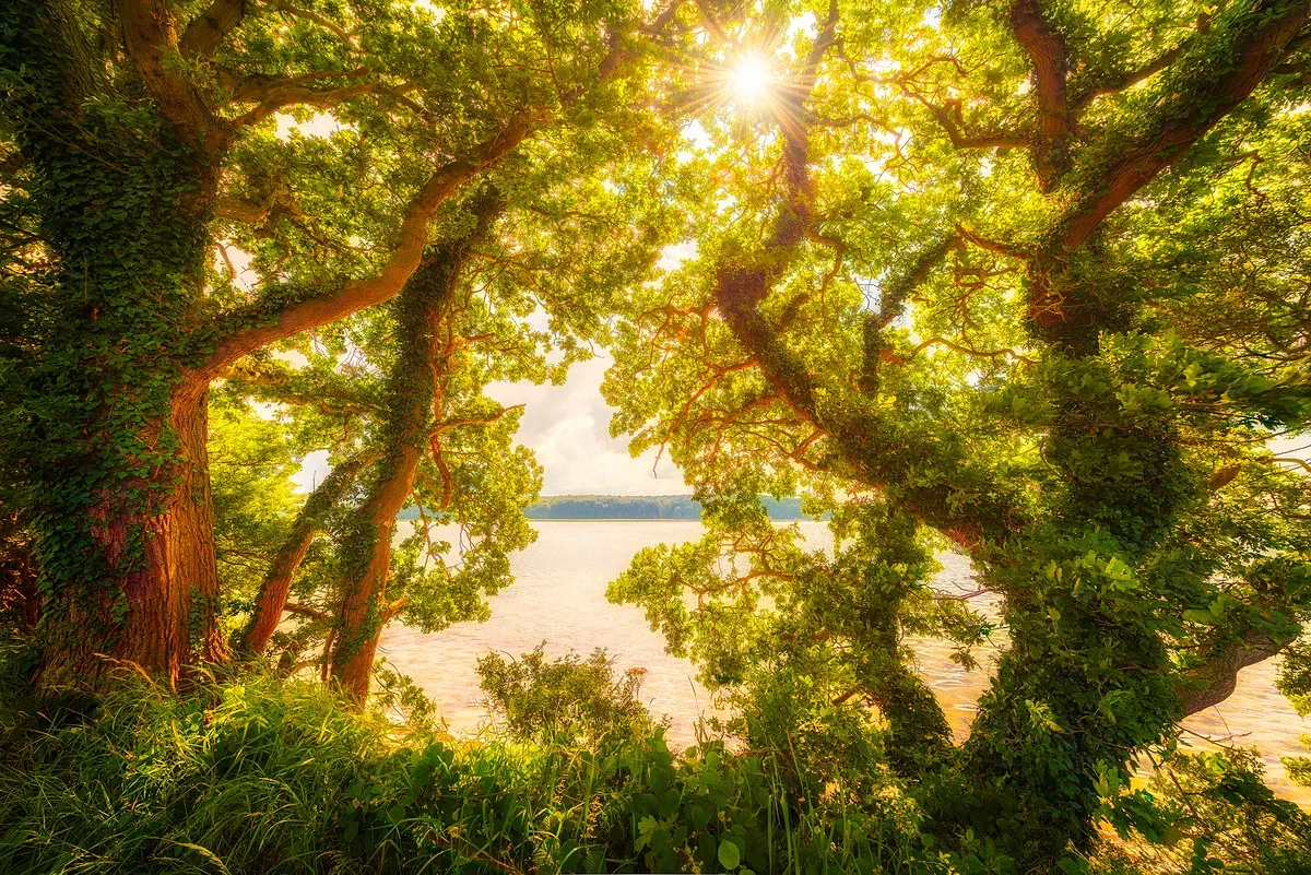 Touch the Sun, Nature 2016