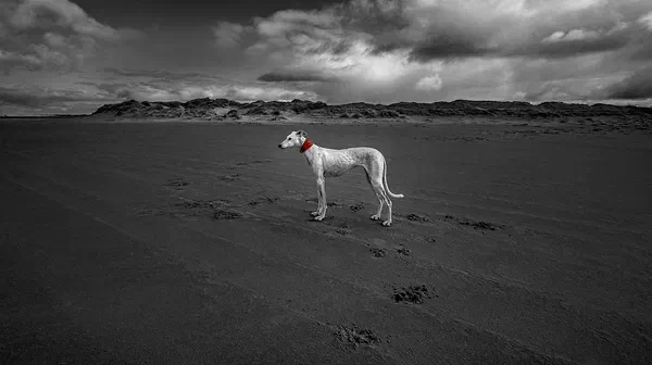Red Scarf