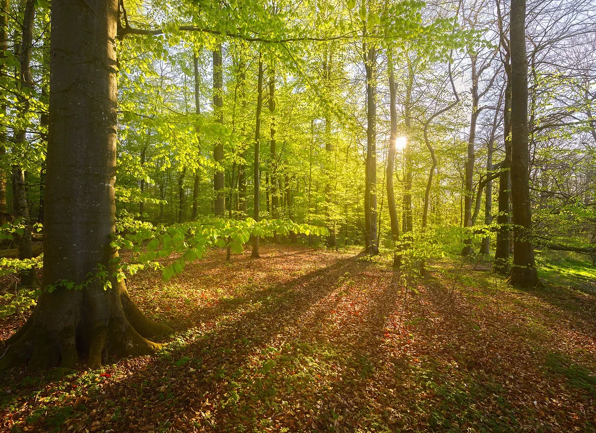 Nature 2016