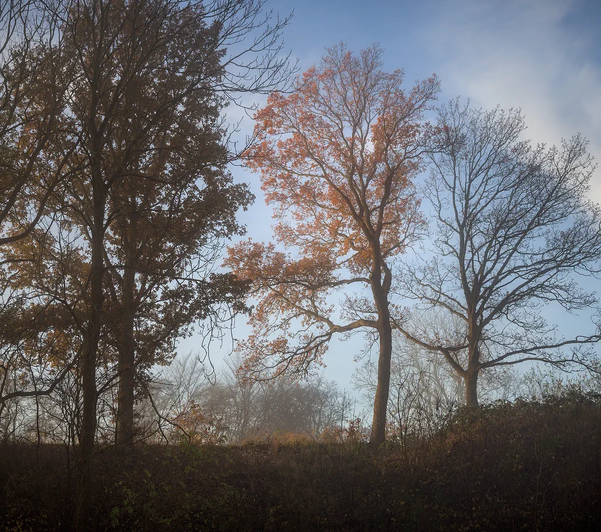 Copper Leaves, Nature 2016
