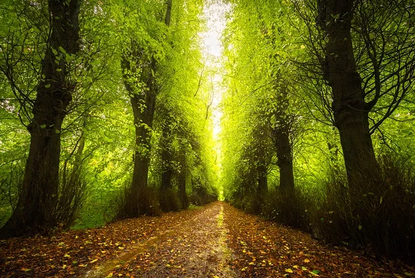 Pillars of Life