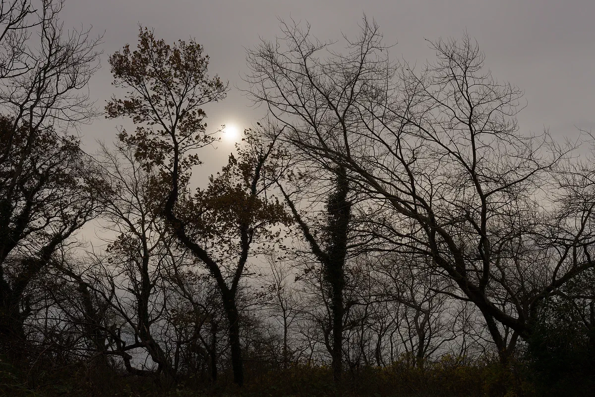 November Silhouette, Nature 2017