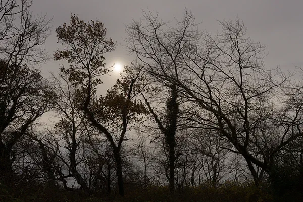 November Silhouette