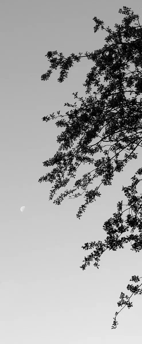 Moonshot BW, Nature 2017