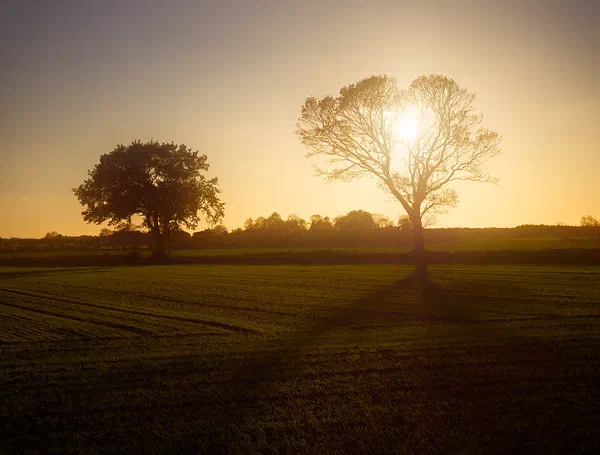 Golden Rays