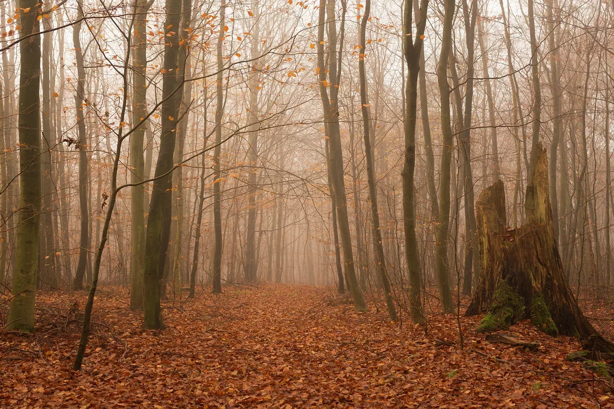 Forest Haze, Nature 2017