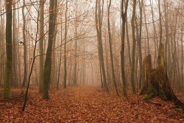 Forest Haze