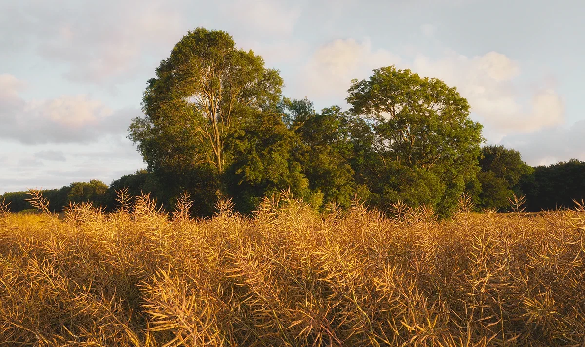 Redfield, Nature 2017