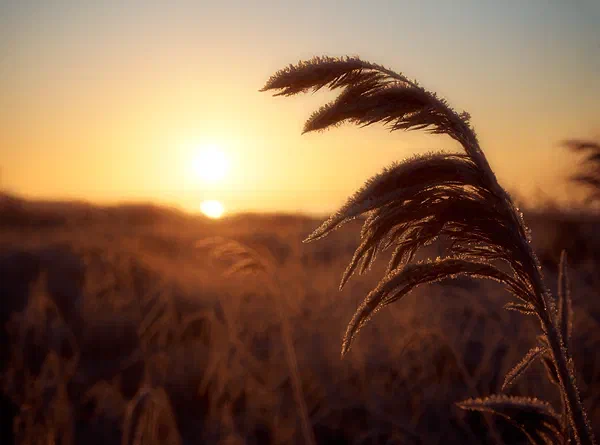 Red Sun Rising