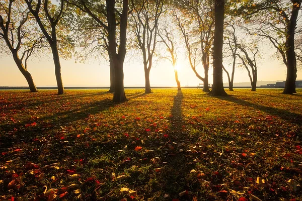 Park Rays