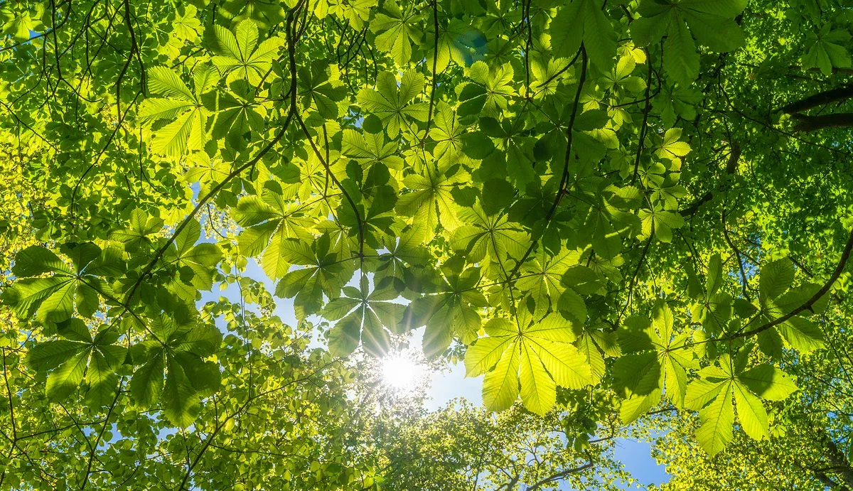 Light Immersion, Nature 2019
