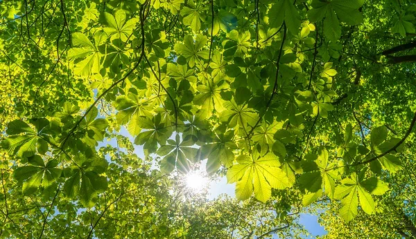 Light Immersion