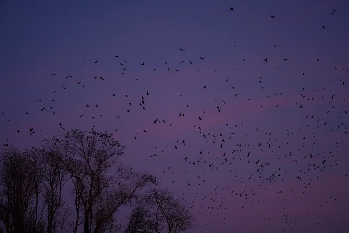 Blue Hour Bird Swarm, Nature 2019