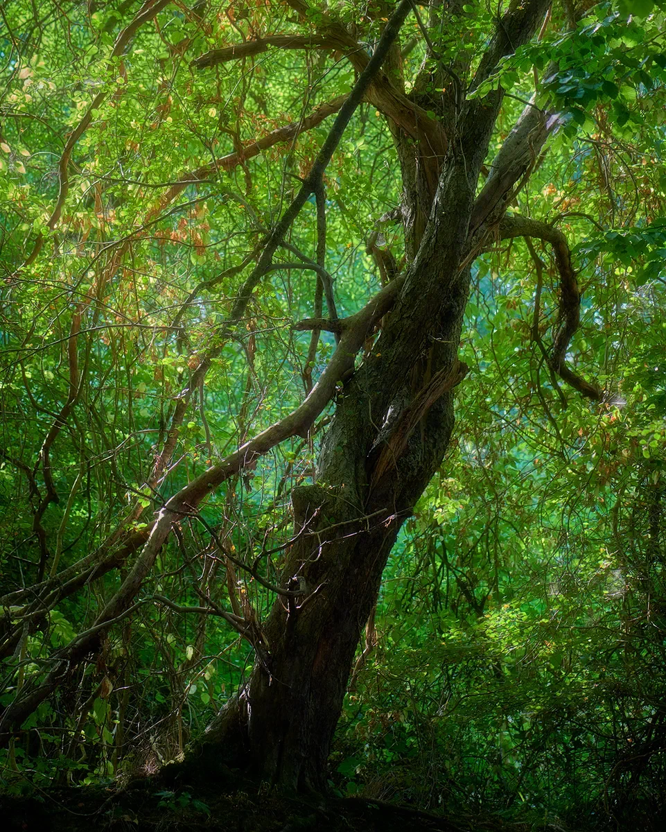 Wonderland, Nature 2020