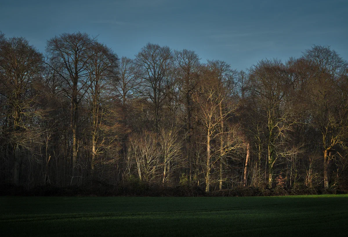 Spring, Nature 2020