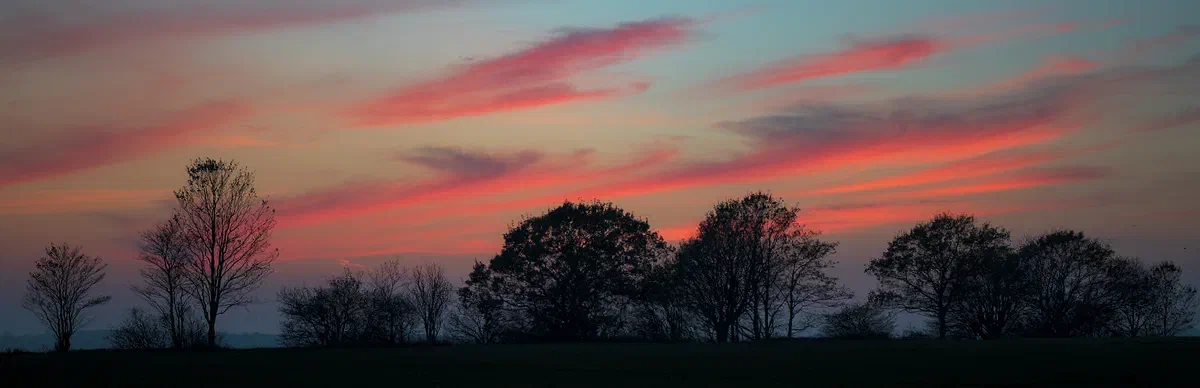 Red Canvas, Nature 2020