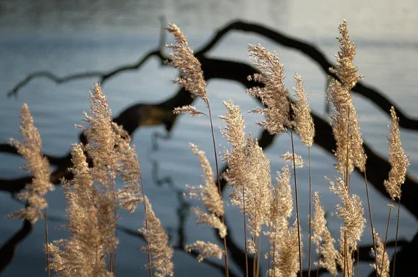 Roots