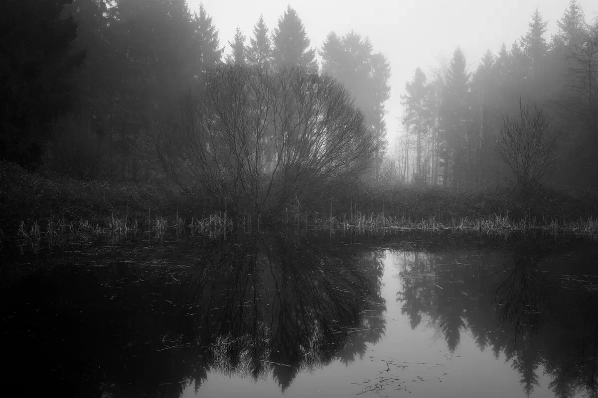 Serene, Nature 2020