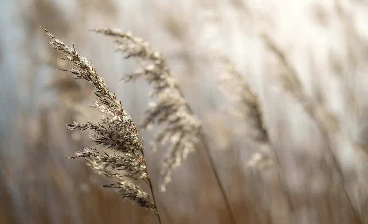 Golden Reed, Nature 2020