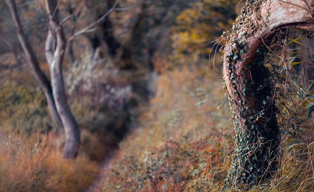 Dreamland, Nature 2020