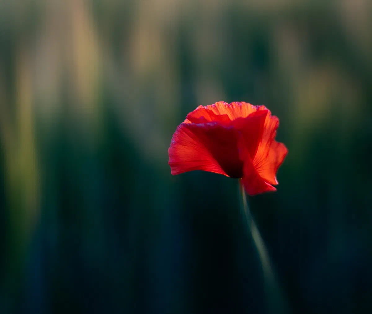 A Single Poppy, Nature 2020