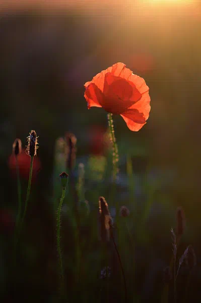 A Single Poppy II