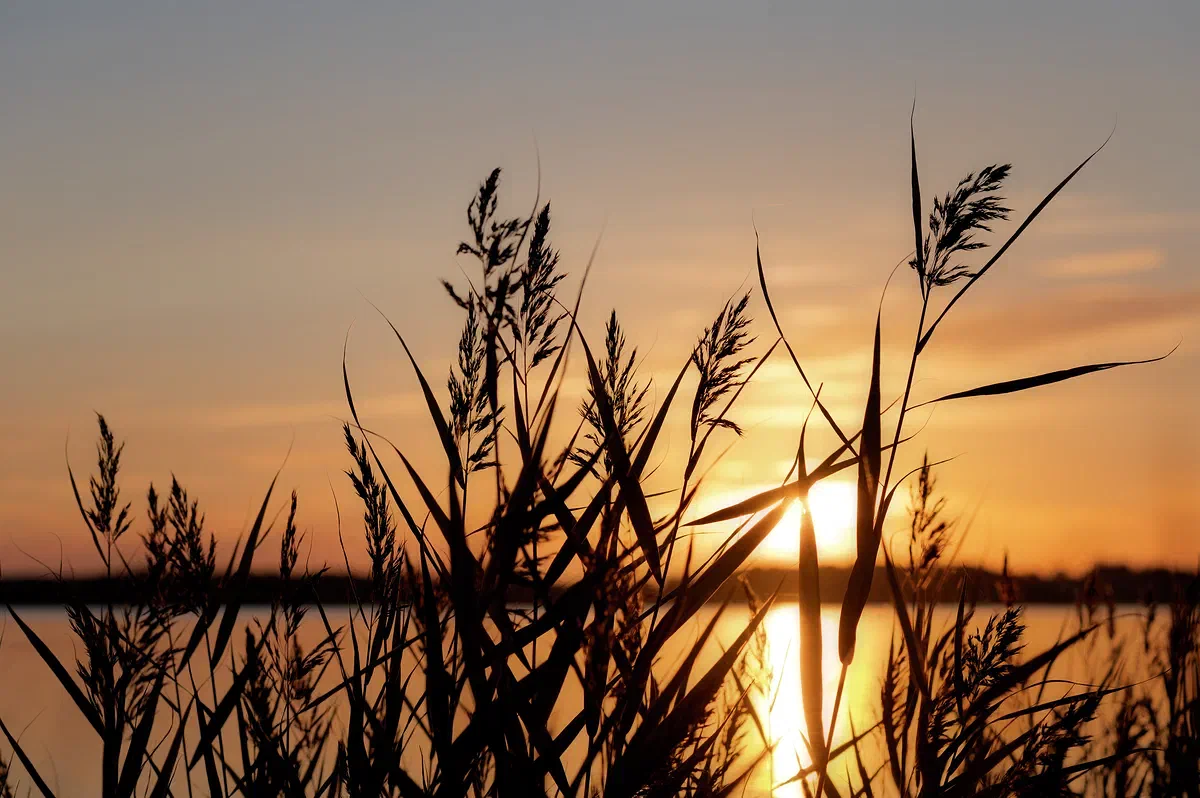 Ballet for the Sun, Nature 2020