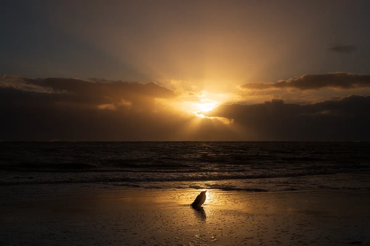Bird in Sunset, Nature 2020