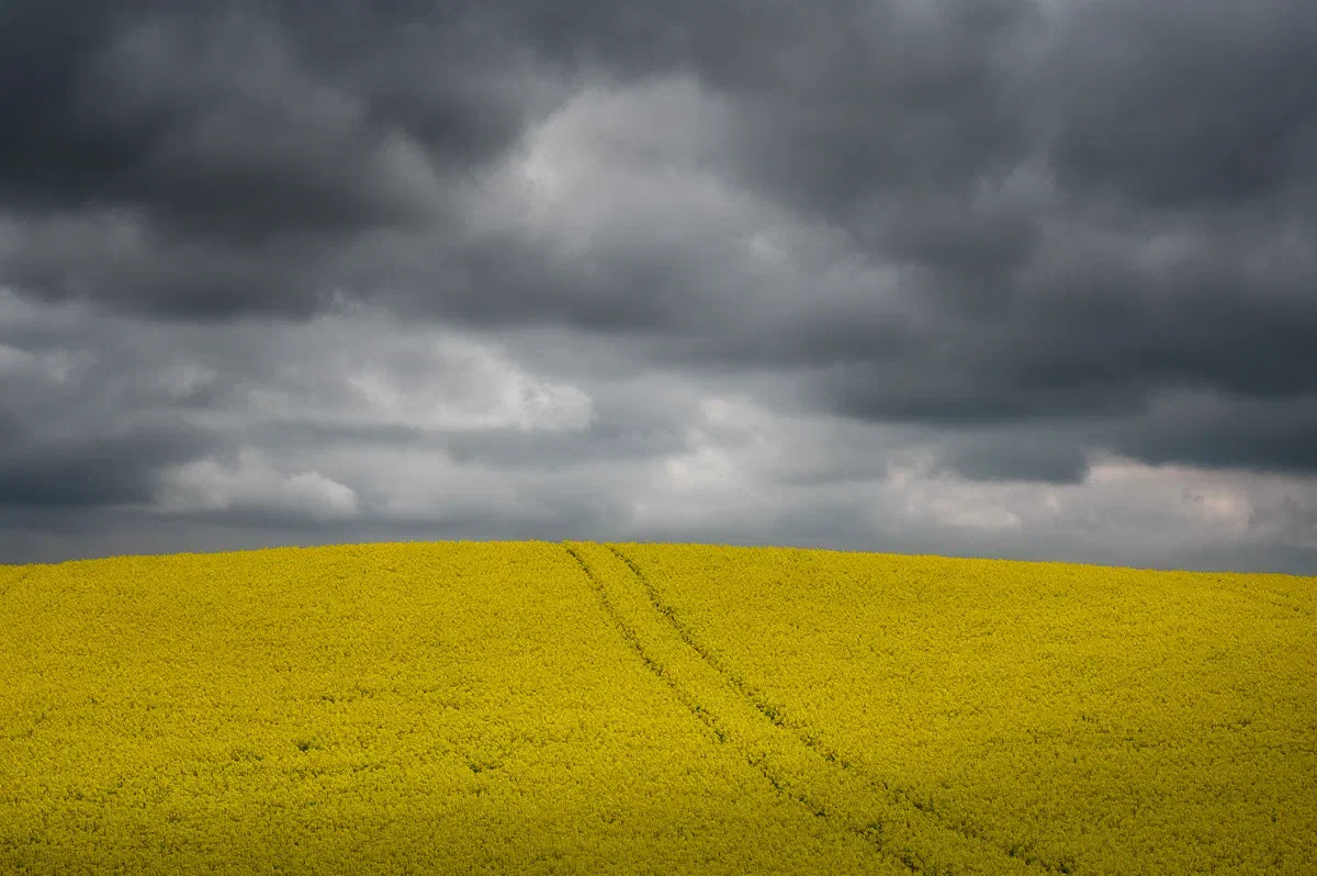 Yellow, Nature 2021