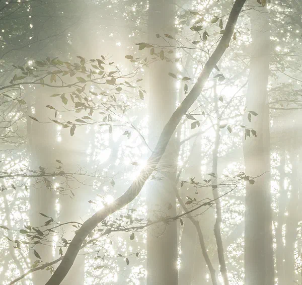 Lothlórien