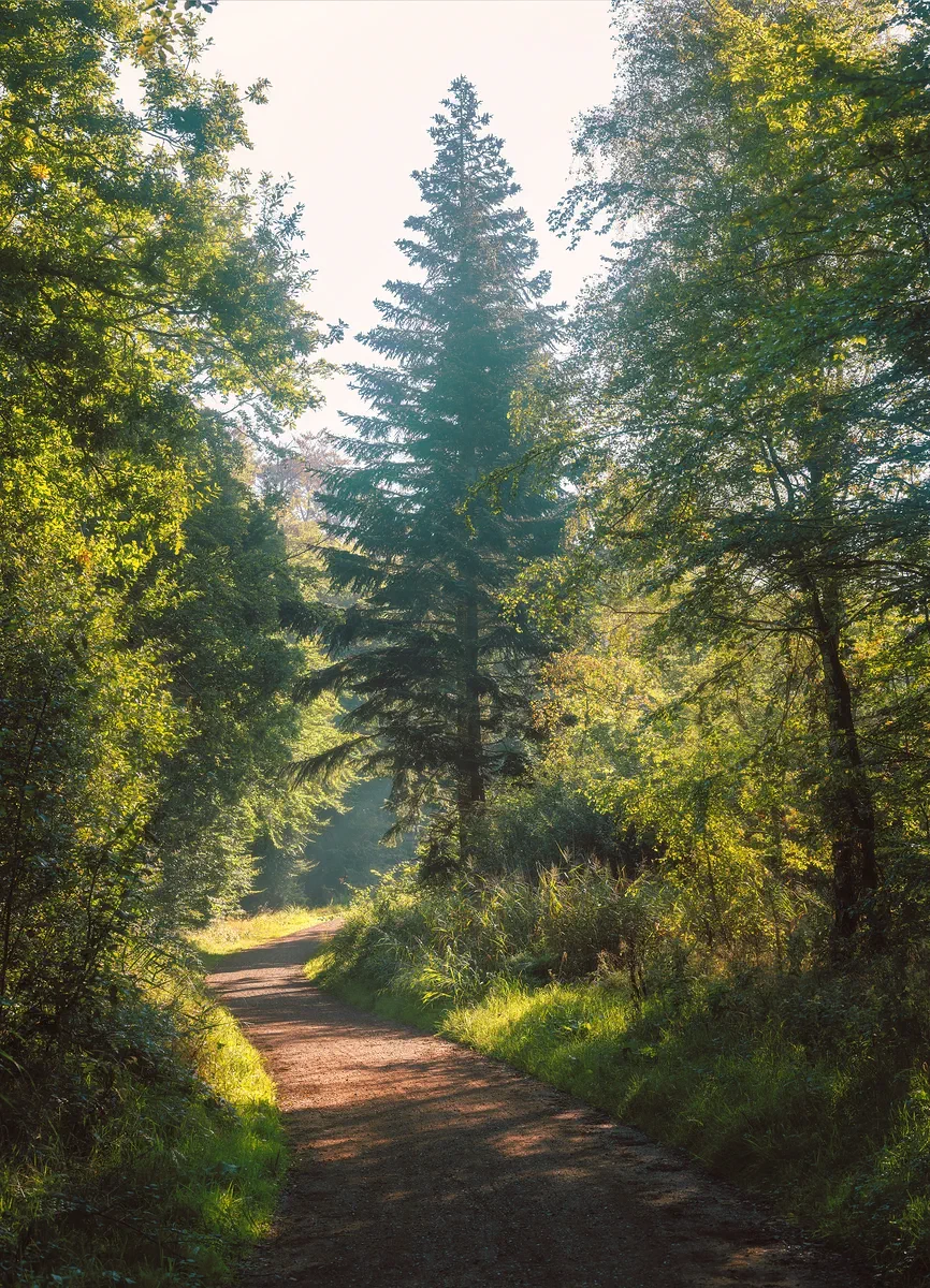 In the Mist, Nature 2021