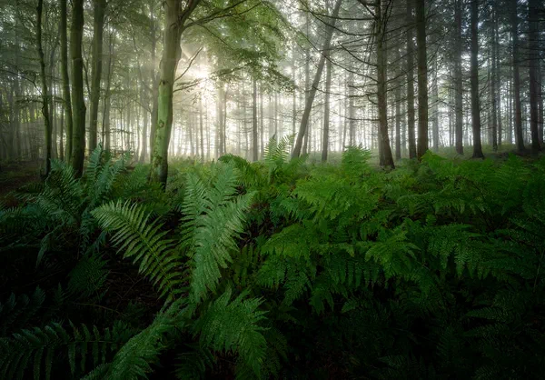Ferns