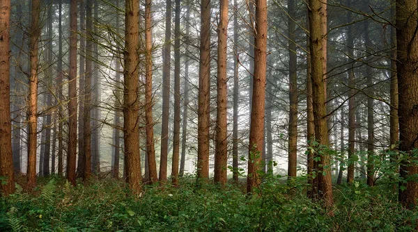 Bare Forest Mist