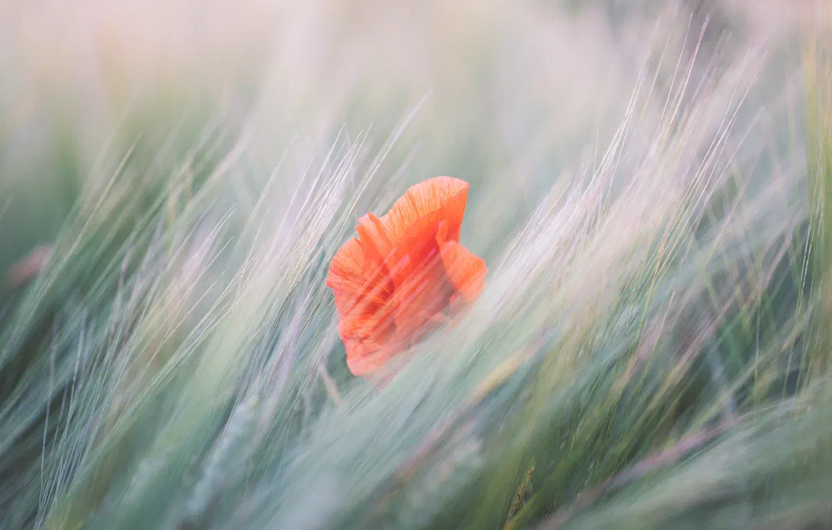 A Single Poppy III, Nature 2021